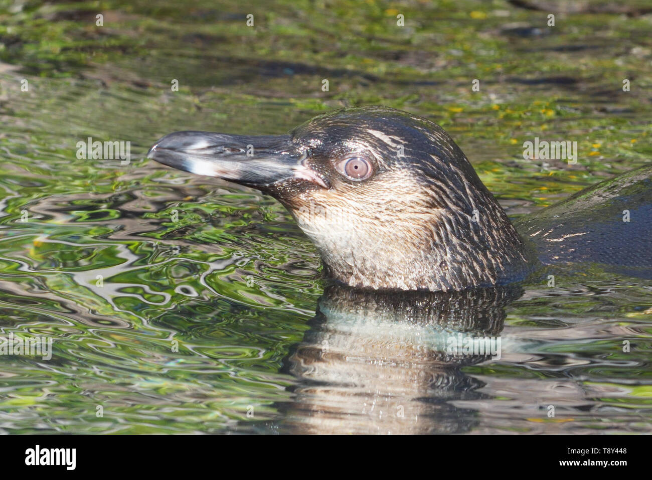 Galápagos-Pinguin (Spheniscus mendiculus) Schwimmen von Isabella Insel in den Galapagos Inseln Stockfoto