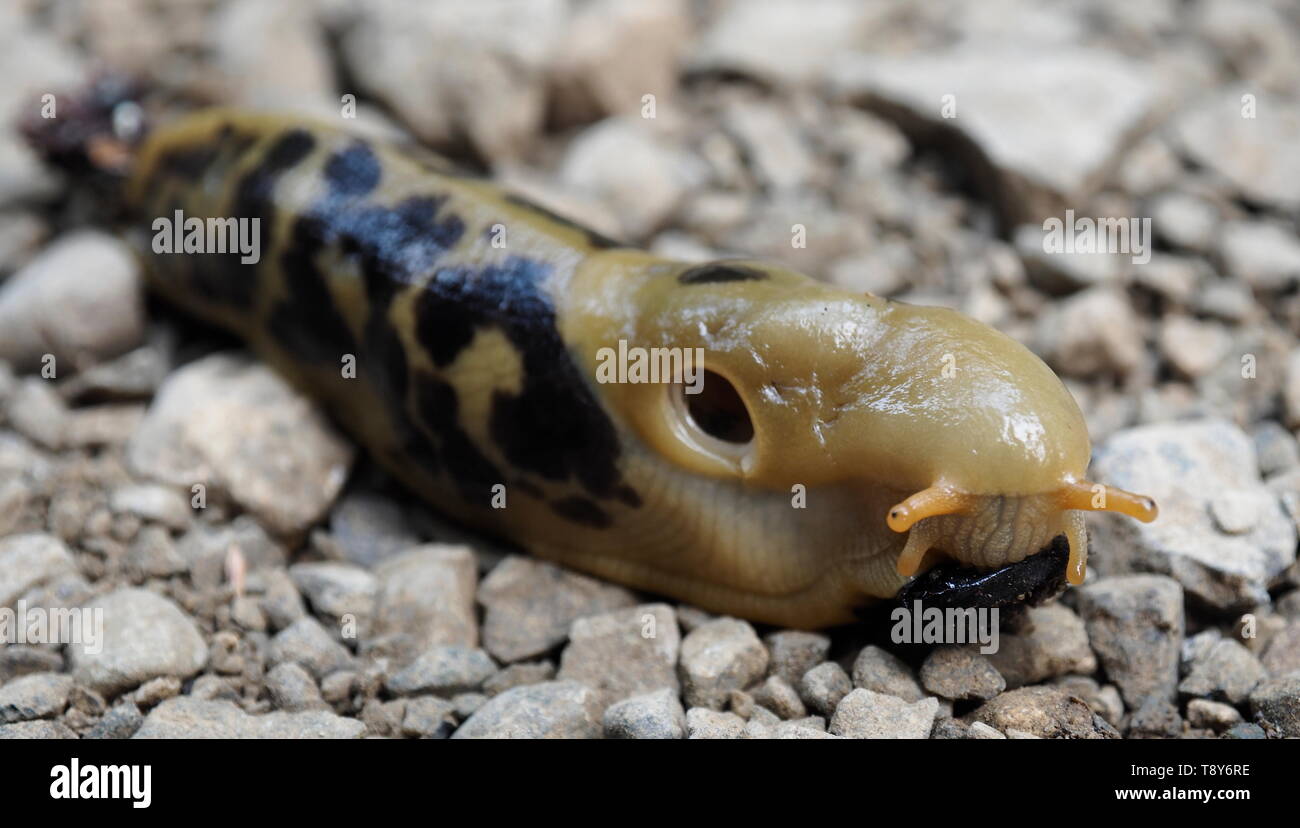Große gelbe und schwarze Banane slug auf einem Trail in Tofino, British Columbia. Stockfoto