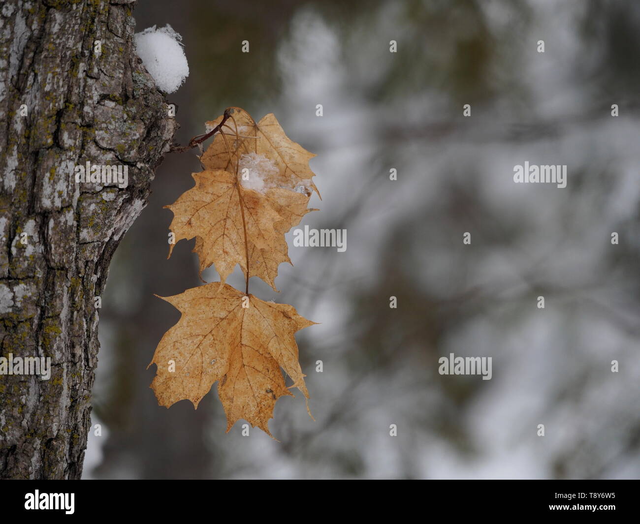 Ahornblätter noch zu Baum mitten im Winter angebracht Stockfoto