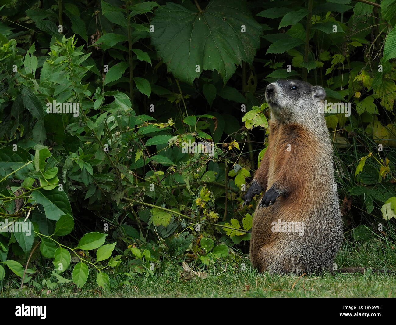 Neugierig auf das Murmeltier Hinterbeine Stockfoto