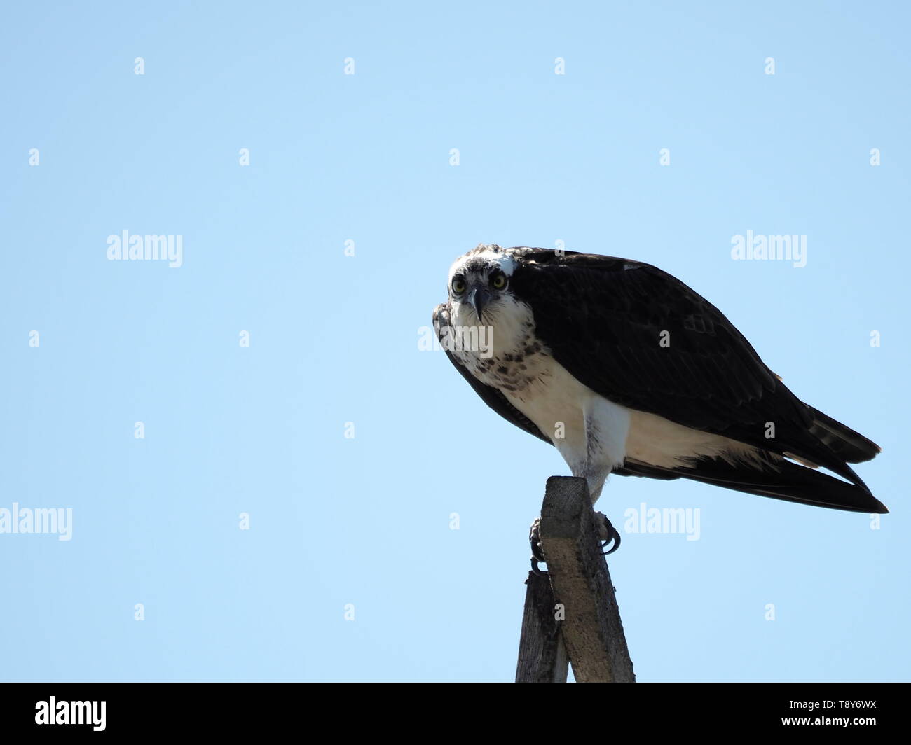 Osprey thront hoch oben, jede meiner Bewegungen beobachten Stockfoto