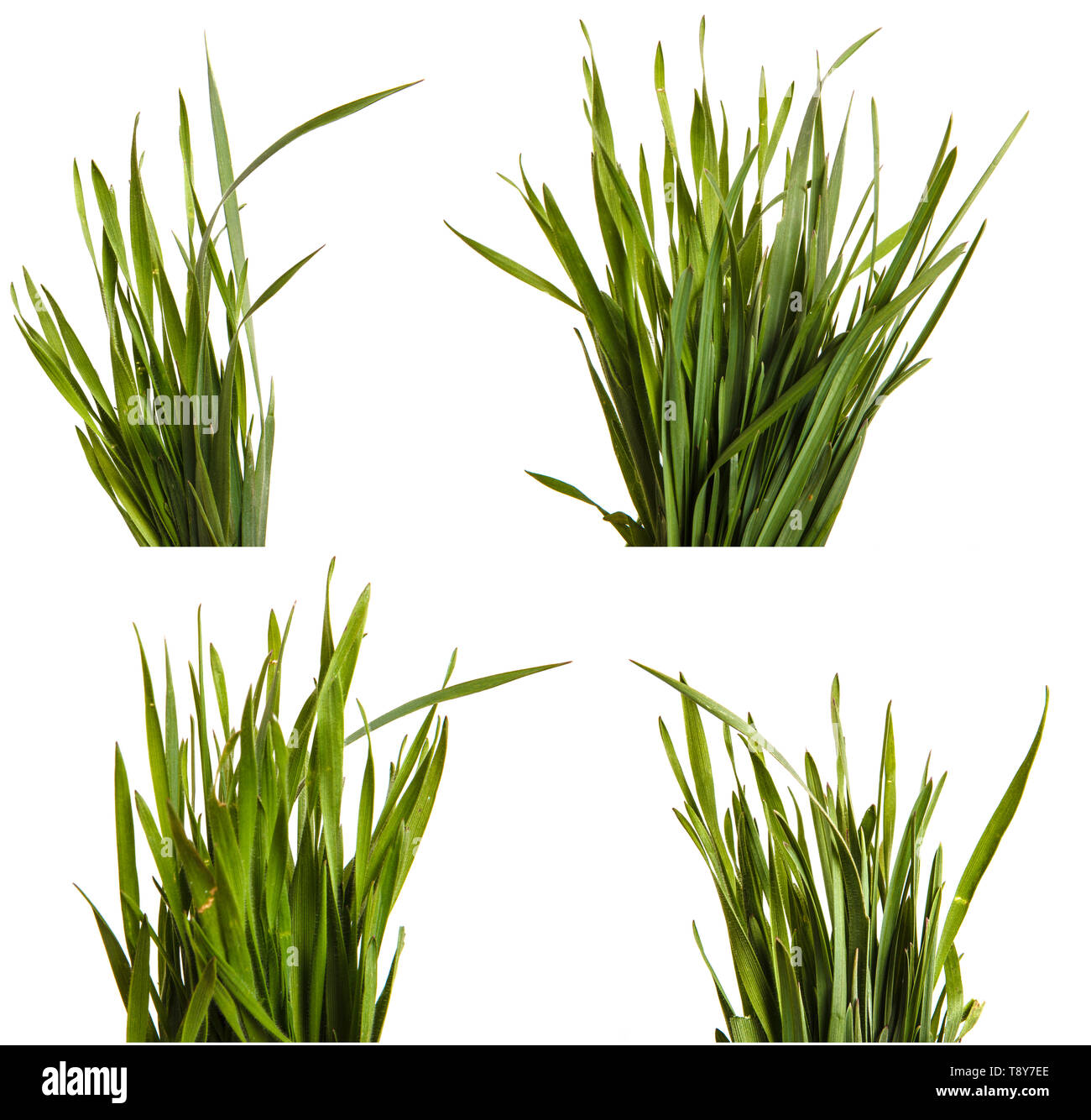 Ein Haufen grüne Gras. Auf weiß isoliert. Einstellen Stockfoto