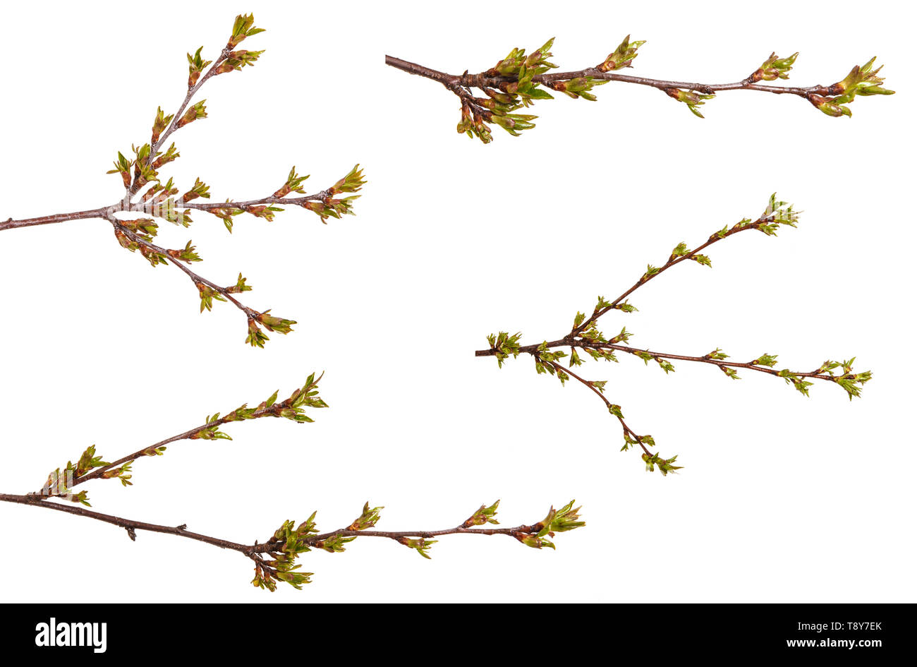 Geschwollene grüne Knospen an einem Zweig von Kirschbaum. Einstellen Stockfoto