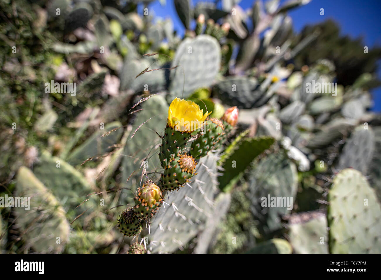 Sabra cactus Knospen und Blüten gegen einen verschwommenen Hintergrund der stacheliges Dickicht closeup Stockfoto