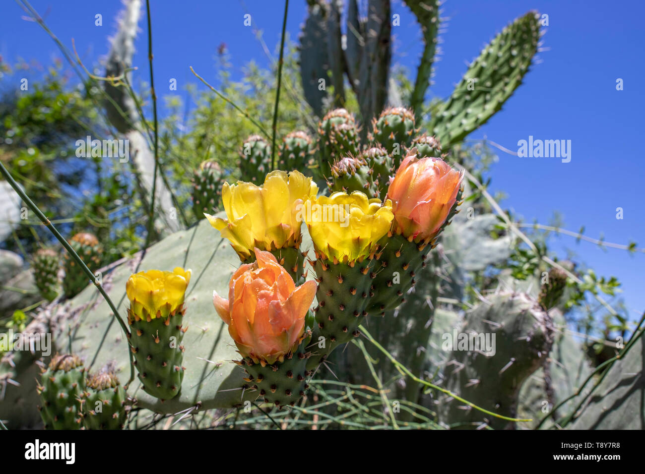 Sabra cactus Knospen und Blüten gegen einen verschwommenen Hintergrund der stacheliges Dickicht closeup Stockfoto