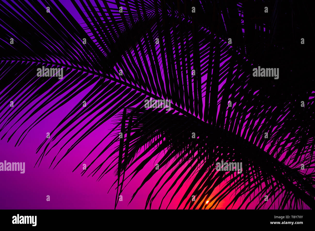 Silhouette eines palm leaf gegen eine purple Sunset Stockfoto