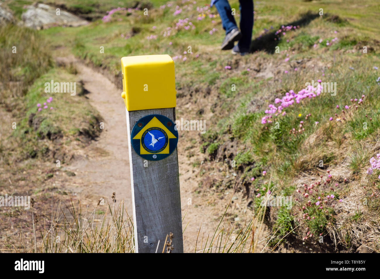 Zweisprachige Küste Fußweg Schild Beschilderung auf Küstenweg nach Borthwen von Silver Bay mit einer Person zu Fuß. Rhoscolyn, Isle of Anglesey, Wales, Großbritannien Stockfoto