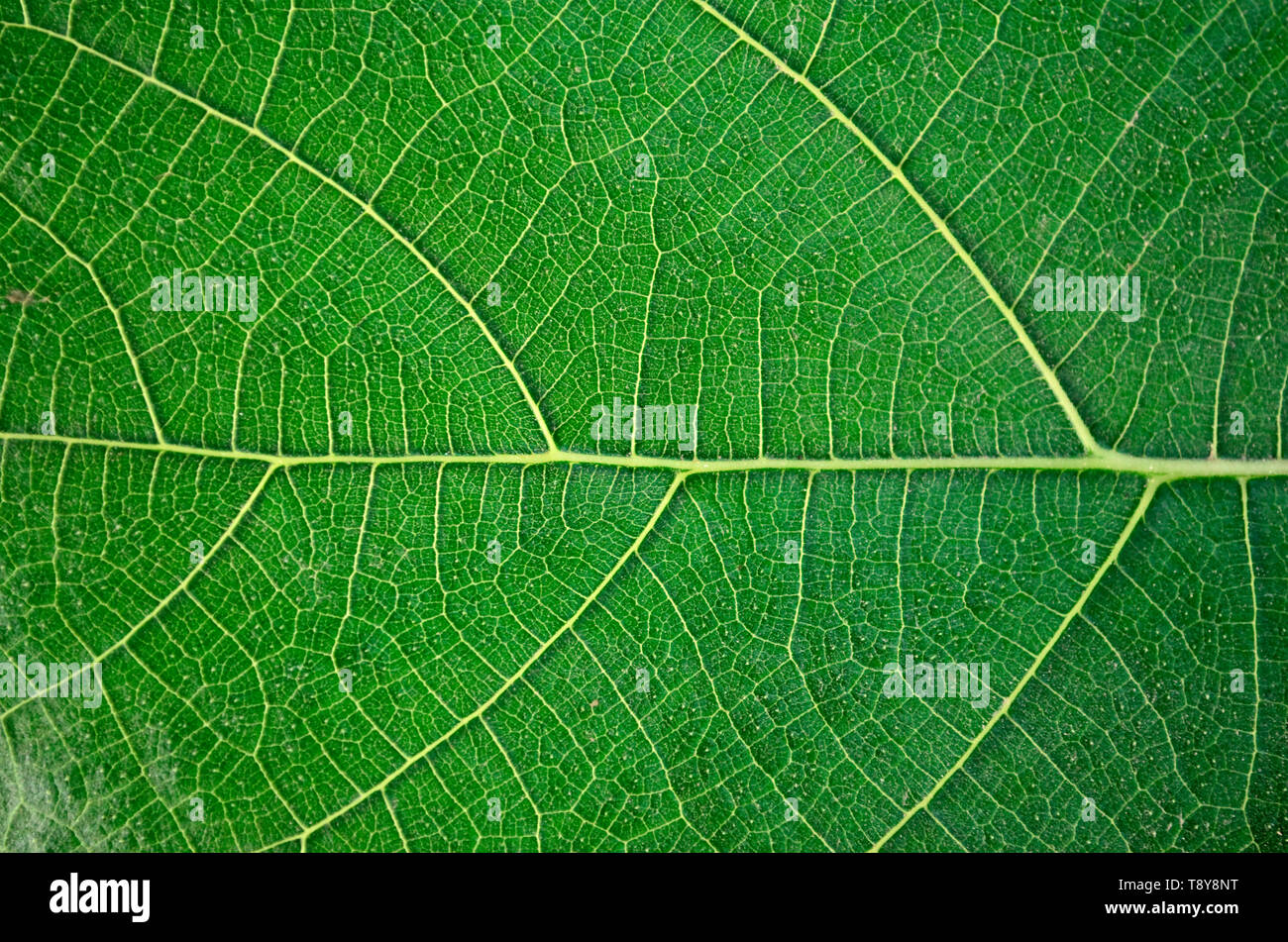 Nahaufnahme einer grünen Blatt-Textur mit sichtbare Venen Stockfoto
