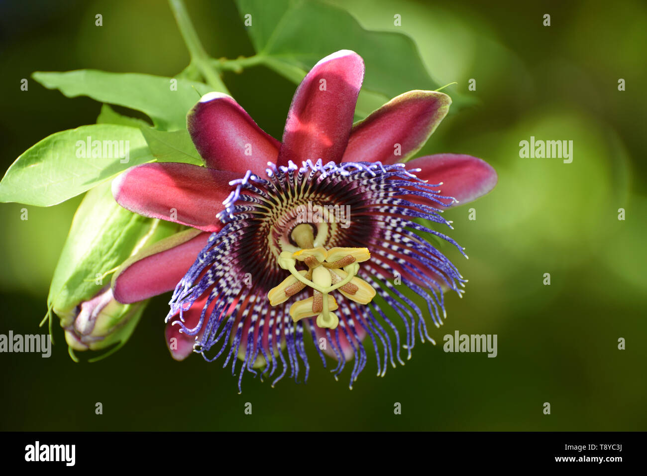 Passionsblume Passiflora Alata Stockfoto