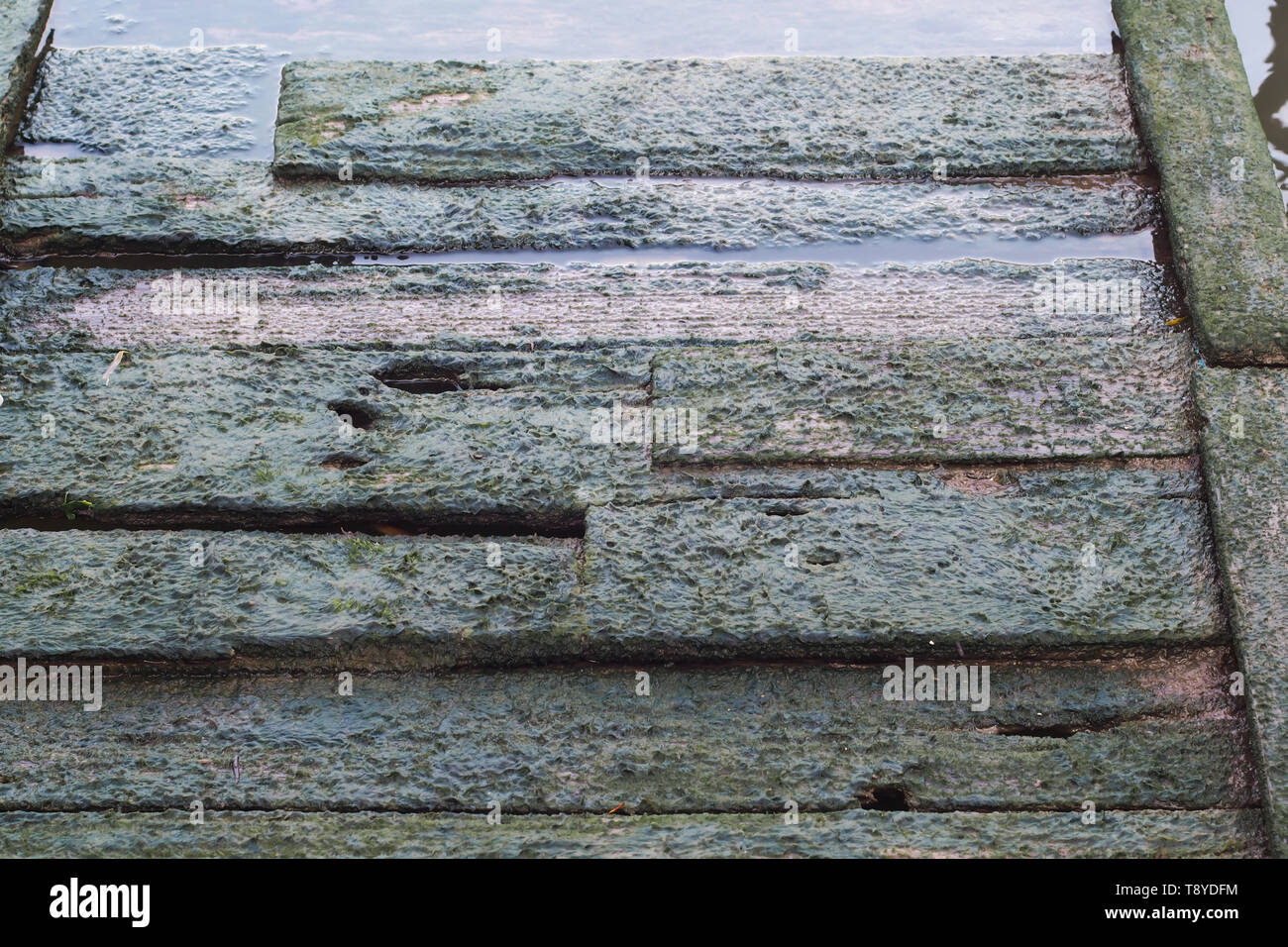 Wild wachsende grüne Moos auf Holzbohlen der ein Fußweg Brücke. schmutzige Textur. Natur Textur. Stockfoto