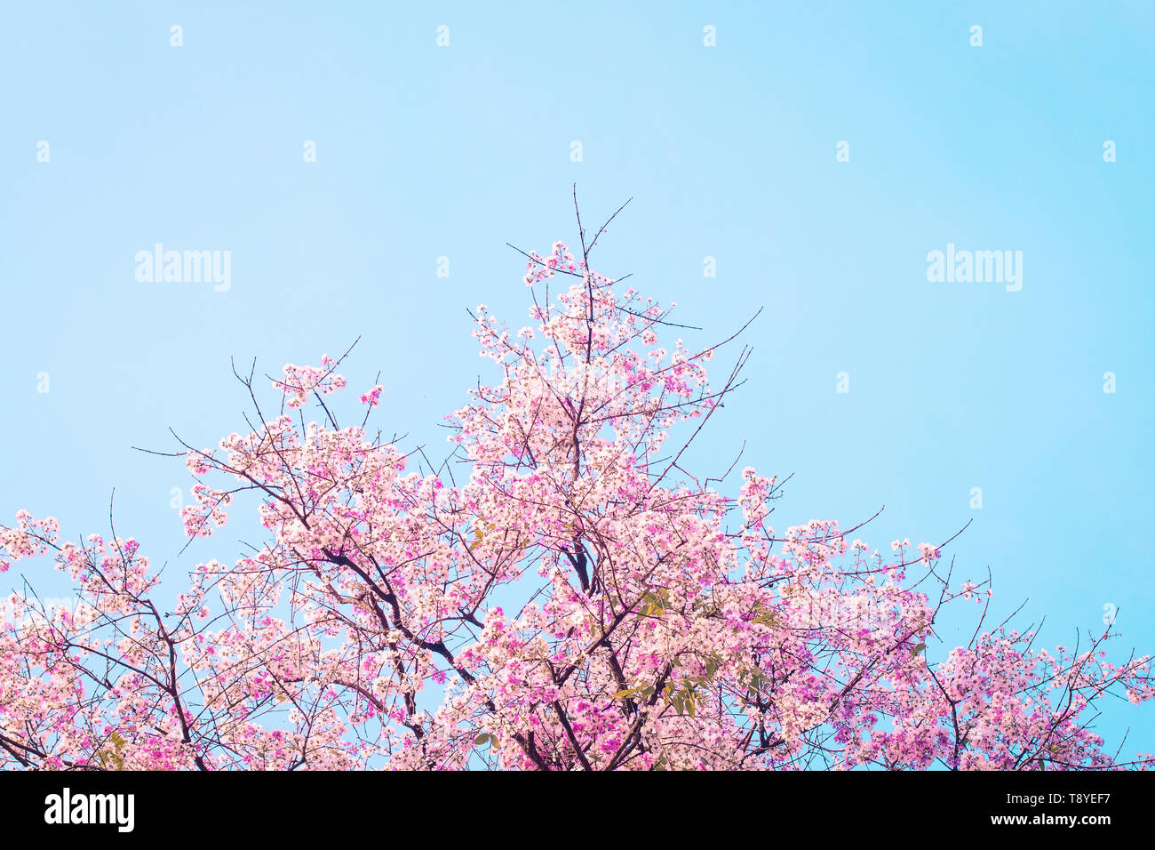 Schöne Cherry Blossom Pink Flower sakura gegen den blauen Himmel Frühling Sommer Natur Hintergrund Stockfoto