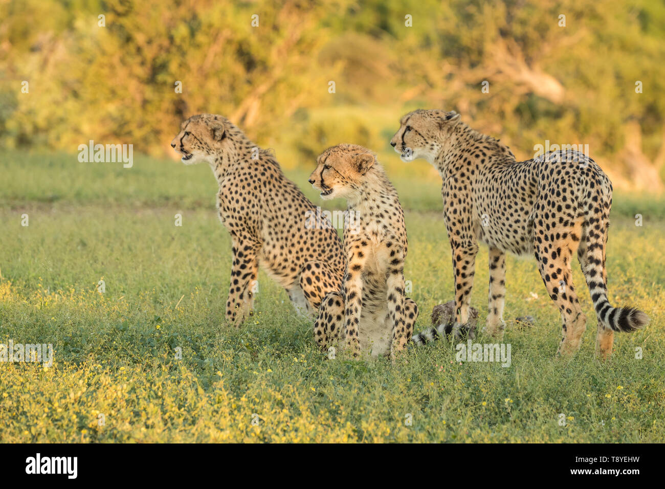 Gepard in der nördlichen Tuli Game Reserve in Botswana Stockfoto