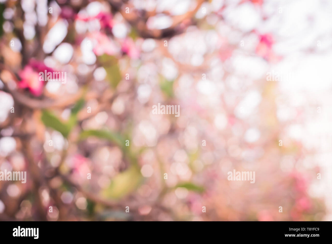 Blur bokeh der schönen rosa tropische Blumen und Blüten Plumeria Blume Blüte. Feder. Sommer. bokeh blur Natur Hintergrund. Stockfoto