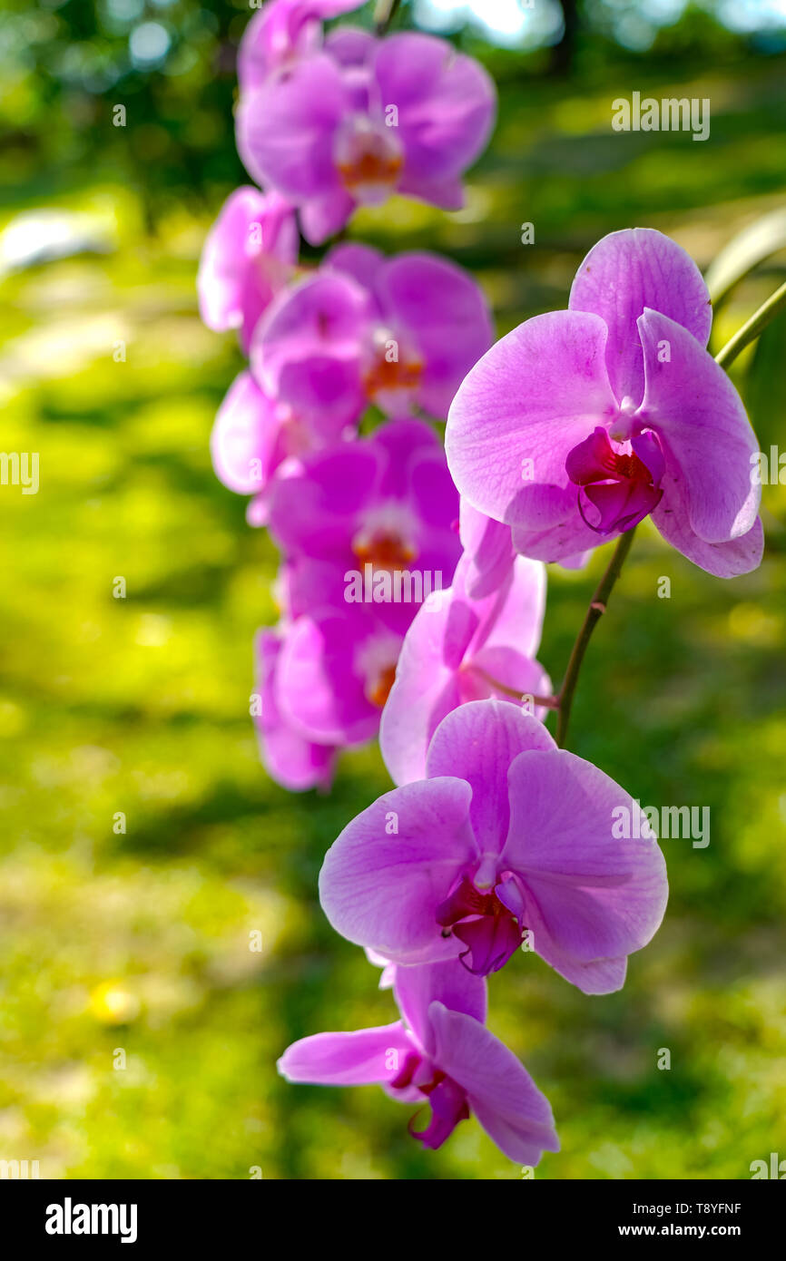 Phalaenopsis Orchidee im Garten im Frühling Postkarte Schönheit und Landwirtschaft Idee Konzept Design. Stockfoto