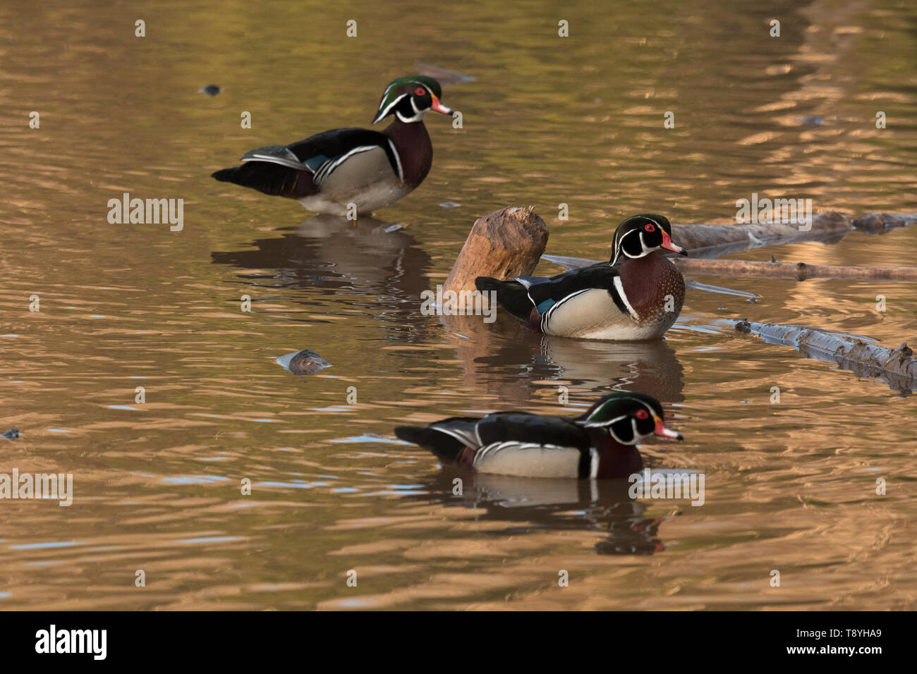 Männliche Holz Ente oder Carolina duck (Aix sponsa), am Teich in der Nähe von Lake Superior, Ontario, Kanada Stockfoto