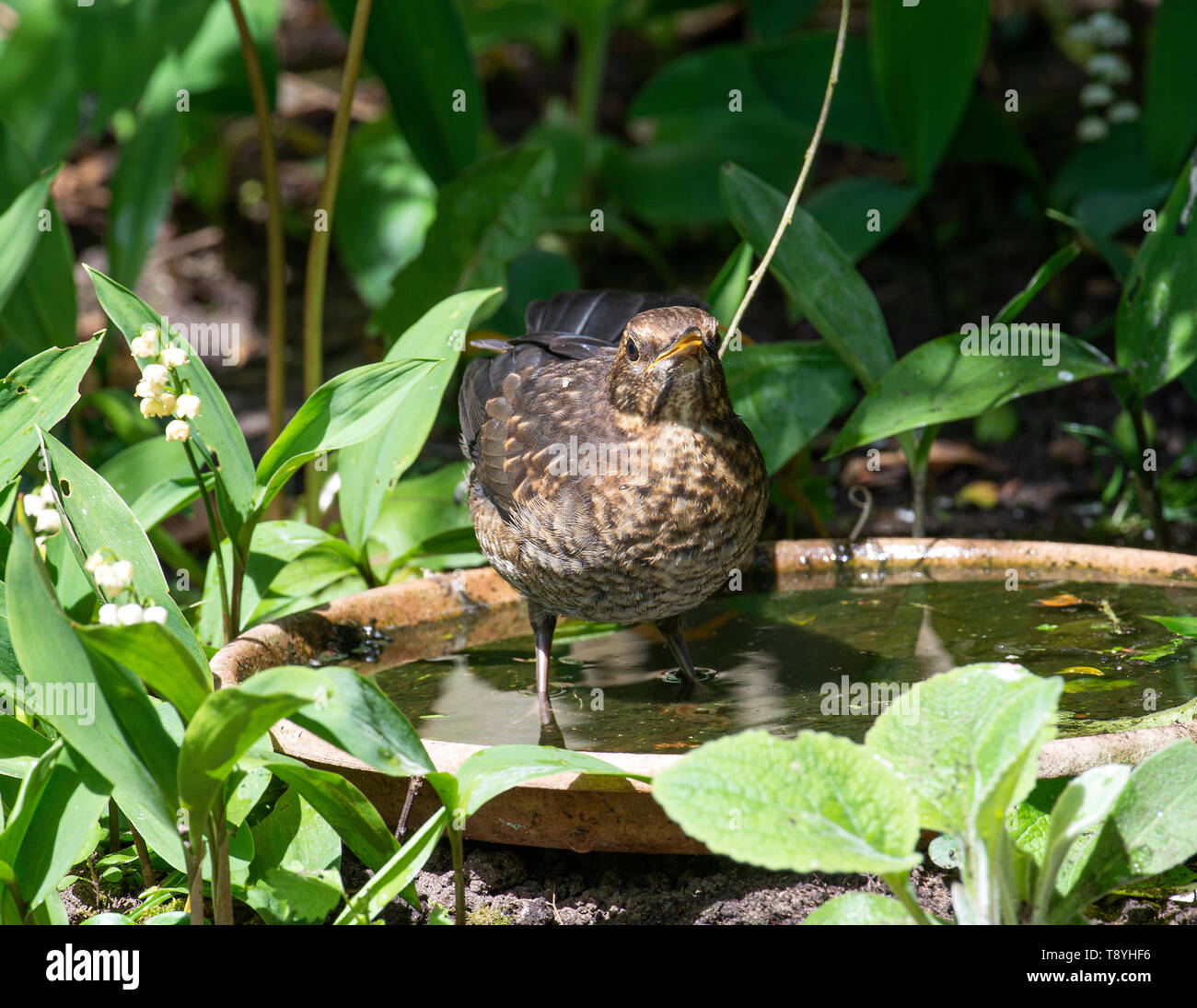 Junge Amsel Abkühlung in Wasser und Trinkwasser in einem Garten in Alsager Cheshire England Vereinigtes Königreich Großbritannien Stockfoto