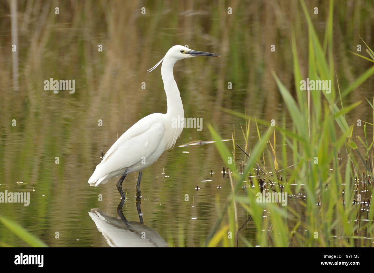 Seidenreiher im seichten Wasser von einem schilfrohr Sumpf. Essex, England. UK. Stockfoto