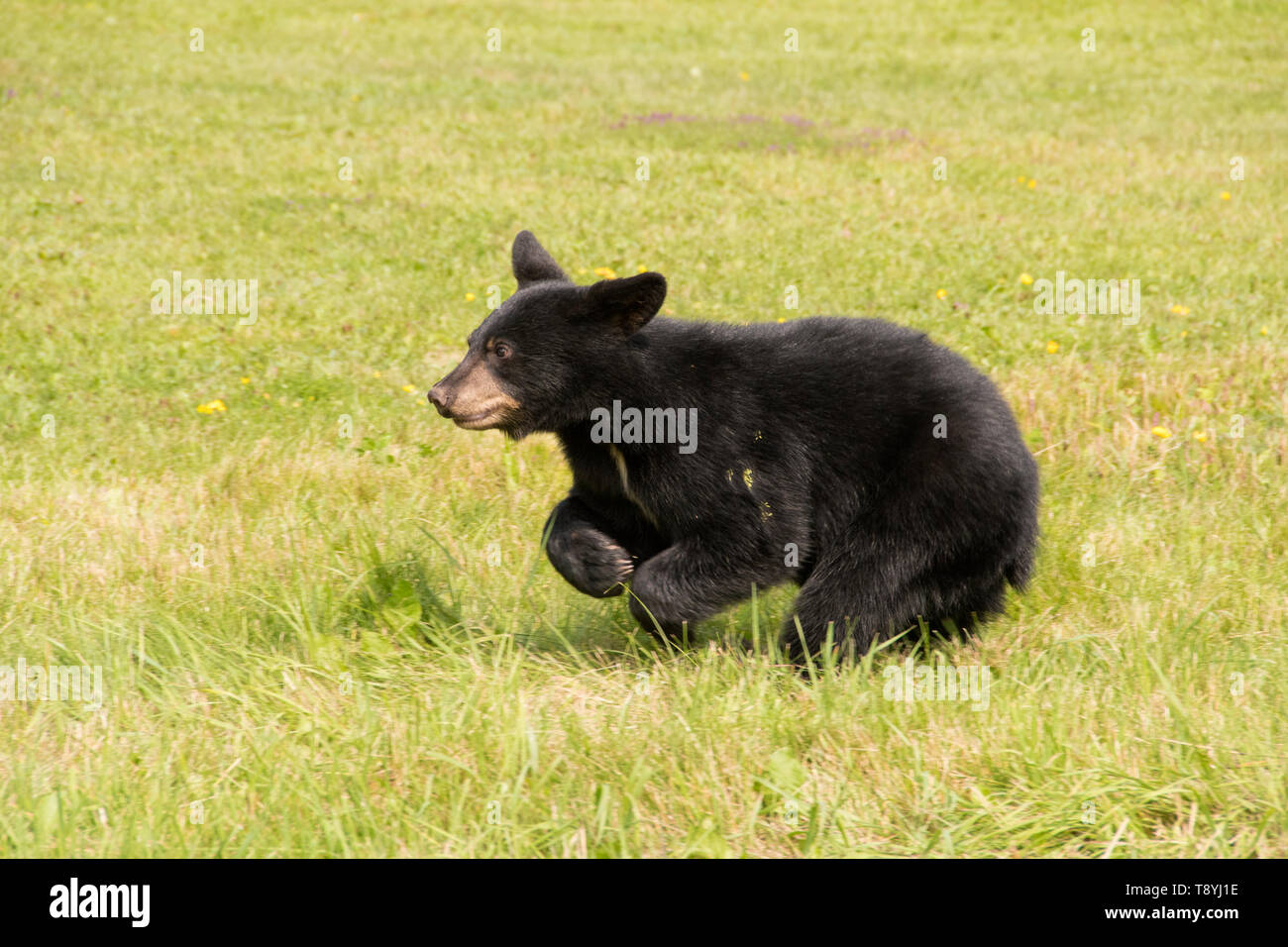 Amerikanischer Schwarzbär (Ursus americanus) Cub läuft, boreal Forest, Lake Superior National Marine Conservation Area in der Nähe von Thunder Bay, Ontario, Kanada Stockfoto