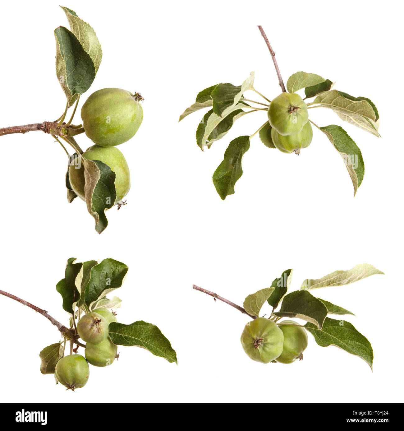 Zweig der Apfelbaum mit unreifen Äpfeln. Auf weiß Isoliert Stockfoto