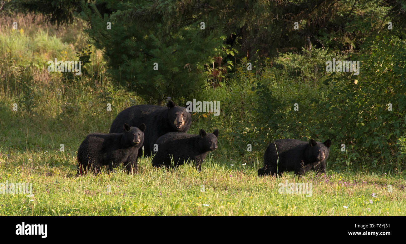 Amerikanischer Schwarzbär (Ursus americanus) Mutter und Jungtiere, die boreale Wälder, in der Nähe von Lake Superior National Marine Conservation Area, Ontario, Kanada Stockfoto