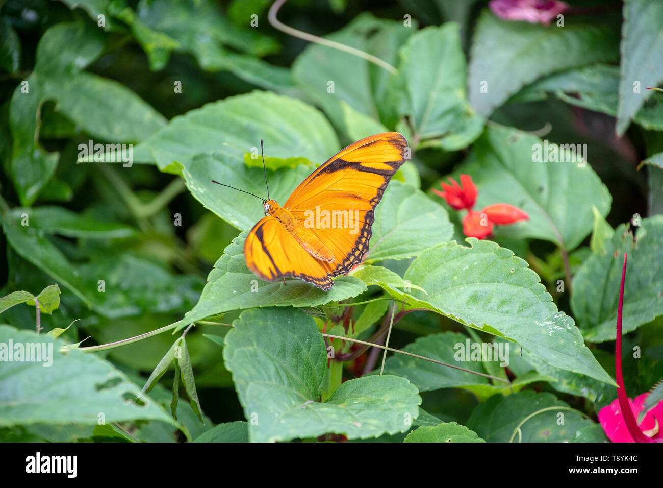 Julia Butterfly ruht auf einer Anlage Stockfoto