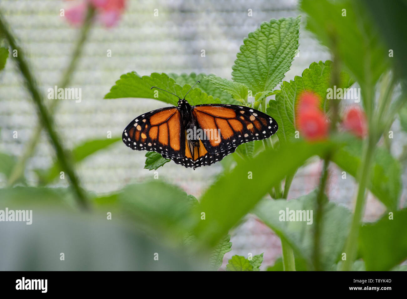 Monarch butterfly ruht auf einer Anlage Stockfoto