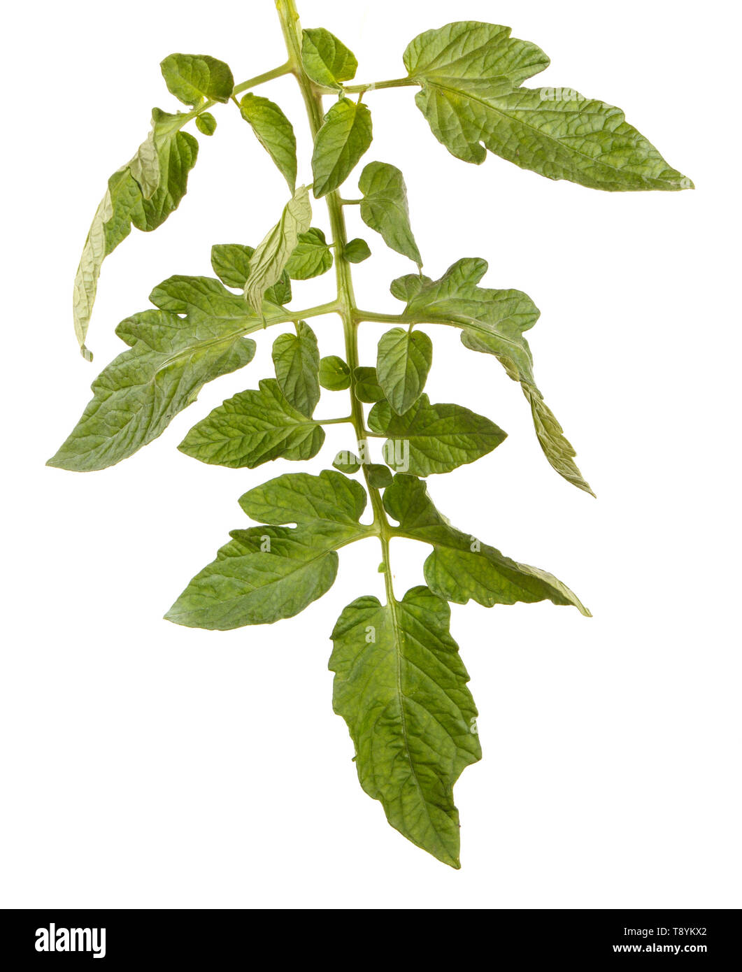 Grünes Blatt einer Tomate Bush. Auf weiß Isoliert Stockfoto