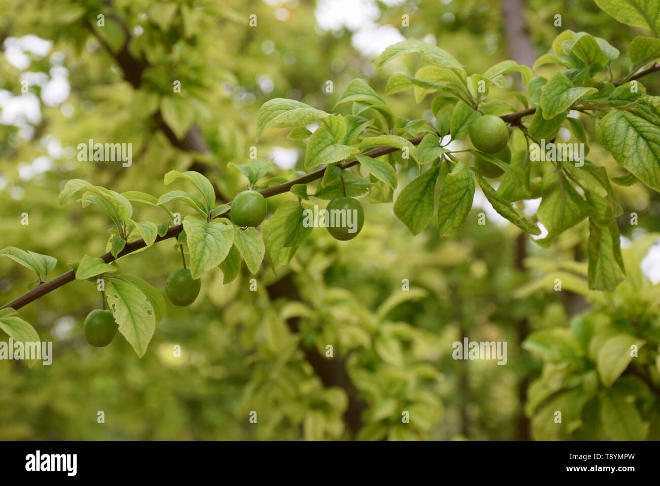 Saure grüne Pflaumen im Frühjahr Stockfoto