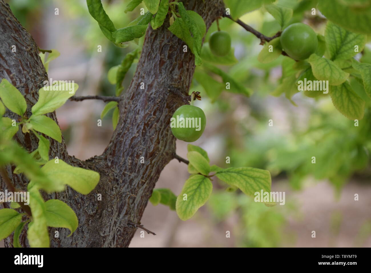 Saure grüne Pflaumen im Frühjahr Stockfoto