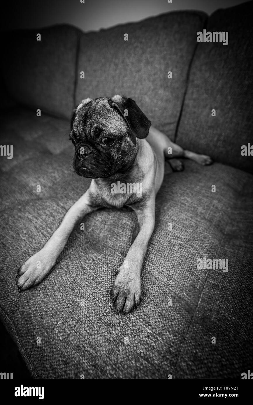 Susses Tierbaby Schwarzweiss Stockfotos Und Bilder Alamy