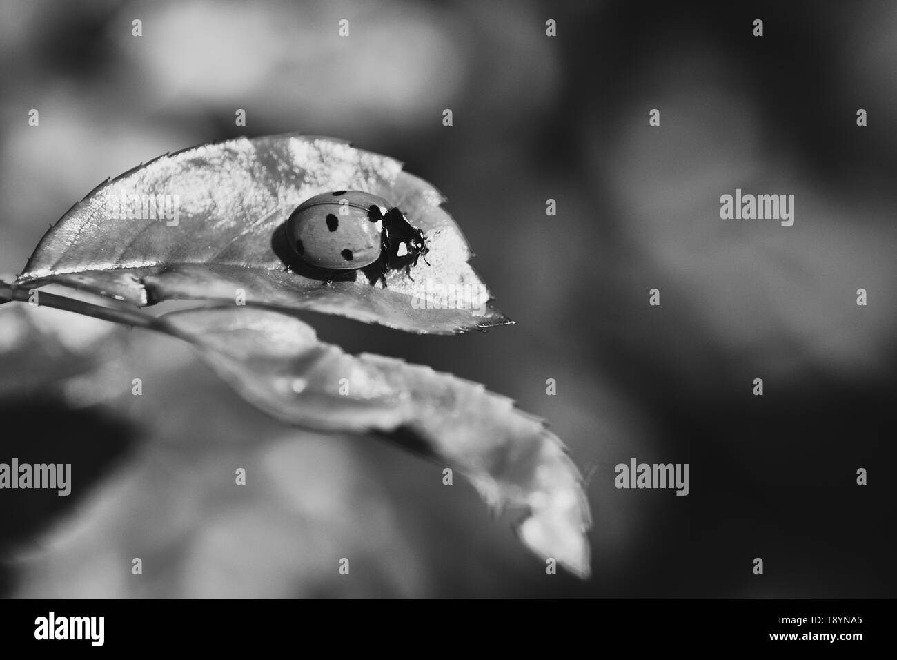 Schwarze und weiße Makro einer Marienkäfer auf einem Blatt rose Stockfoto