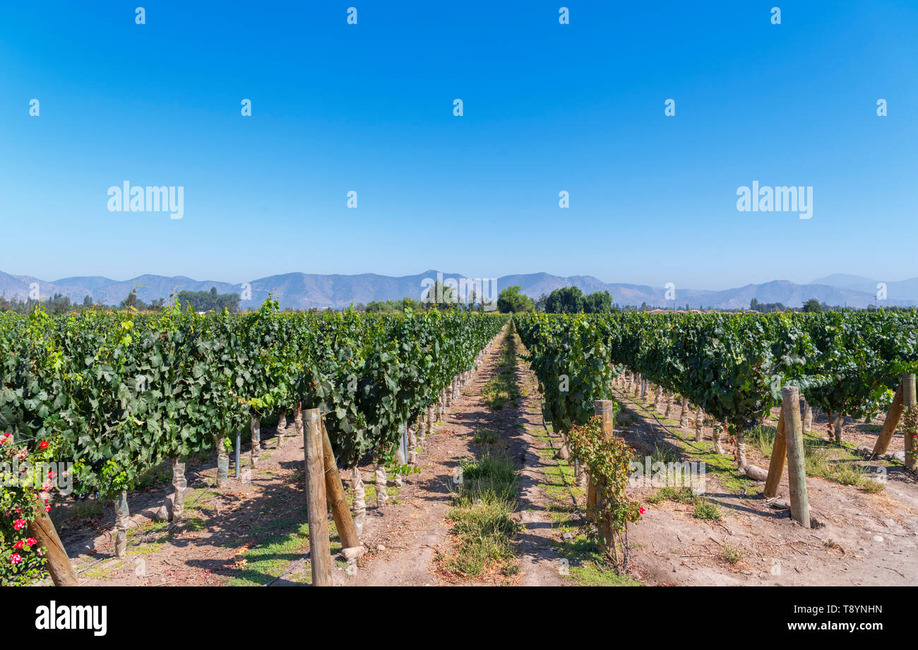 Reben wachsen auf dem Weingut Undurraga (Viña Undurraga), Talagante, Maipo Valley, Región Metropolitana, Chile, Südamerika Stockfoto