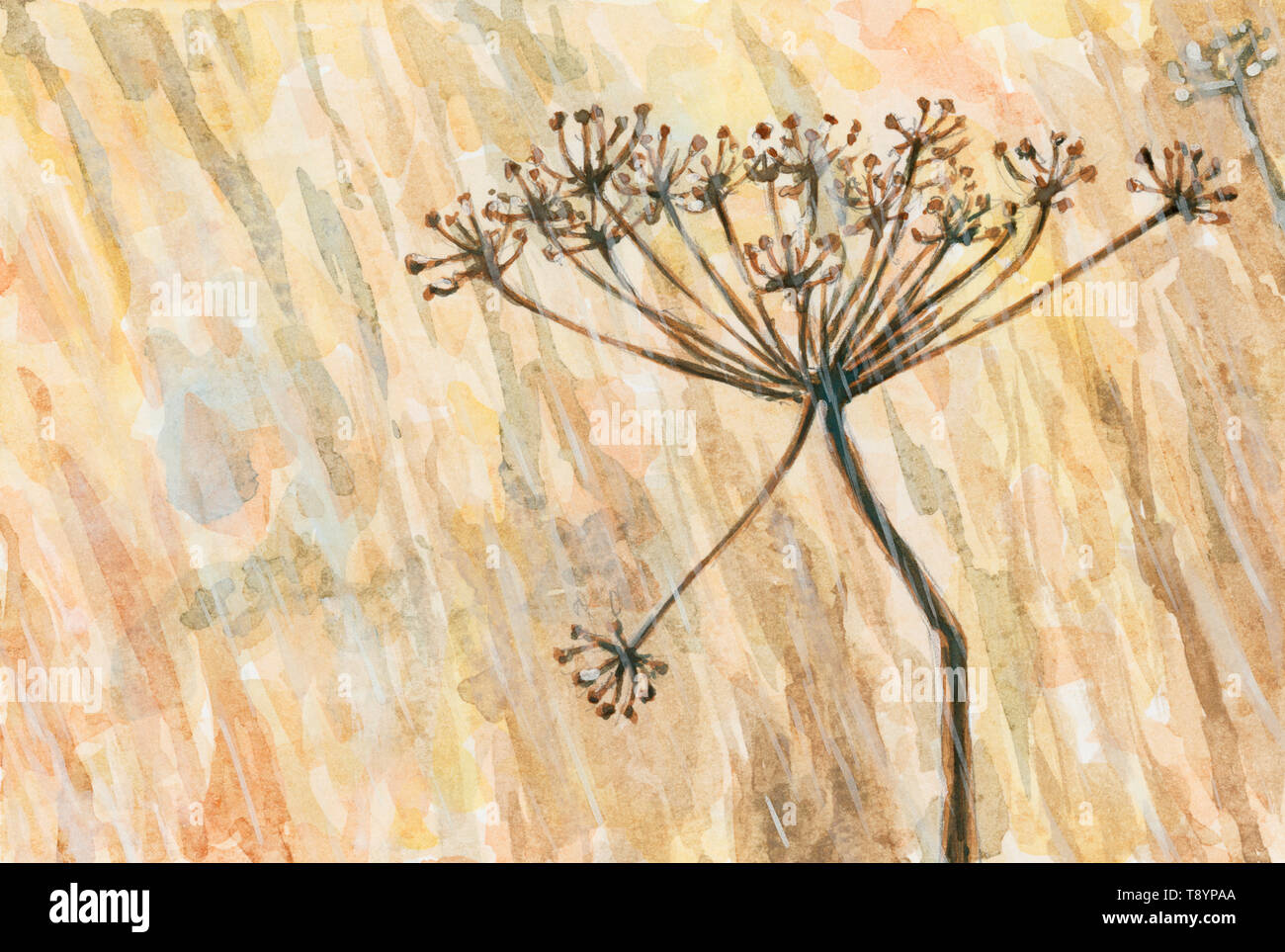 Dolde einer unspezifizierten Anlage von Apiaceae (umbelliferae) Familie in einer regnerischen Wetter. Aquarell und Gouache auf Papier. Stockfoto