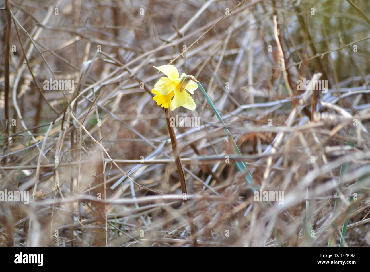 Wilden Narzisse Narcissus Pseudonarcissus {} Stockfoto