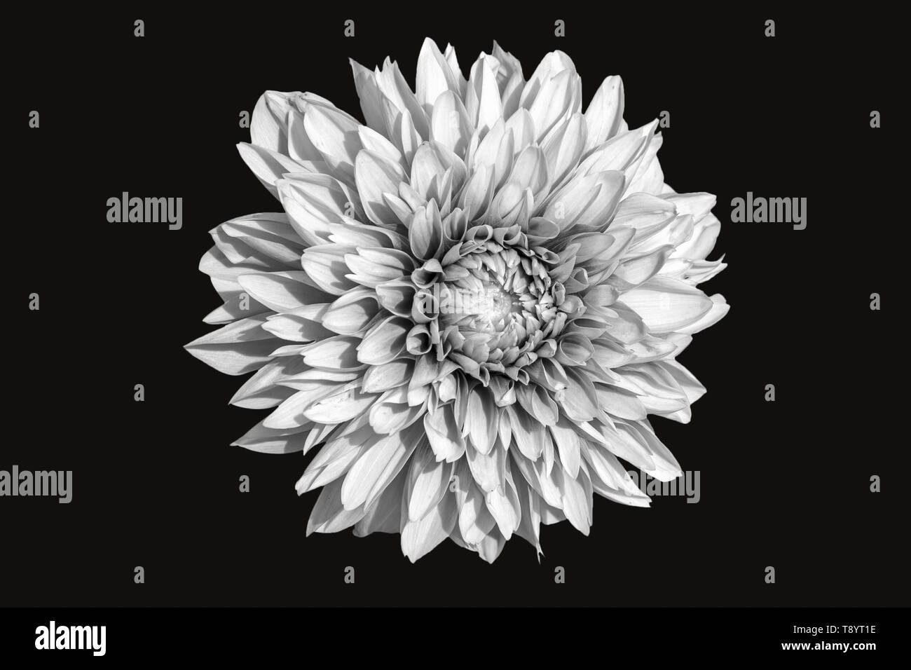 Ansicht Von Nur Dalia Blume In Schwarz Und Weiß Version Auf schwarzem Hintergrund Stockfoto