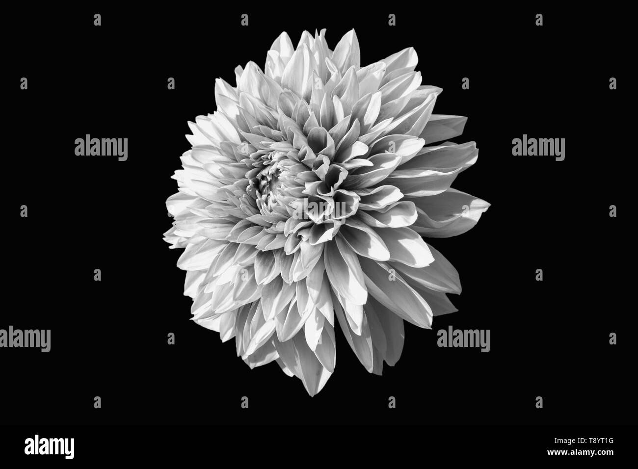 Ansicht Von Nur Dalia Blume In Schwarz Und Weiß Version Auf schwarzem Hintergrund Stockfoto
