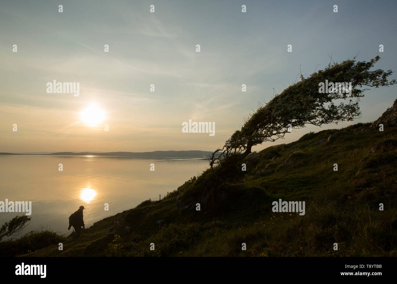 Ein Mann zu Fuß entlang der Klippen vorbei an einer einzigen, blühenden Weißdorn Baum, Rosa Moschata, bei Sonnenuntergang und Flut auf den Klippen in der Nähe von Jenny Bro Stockfoto