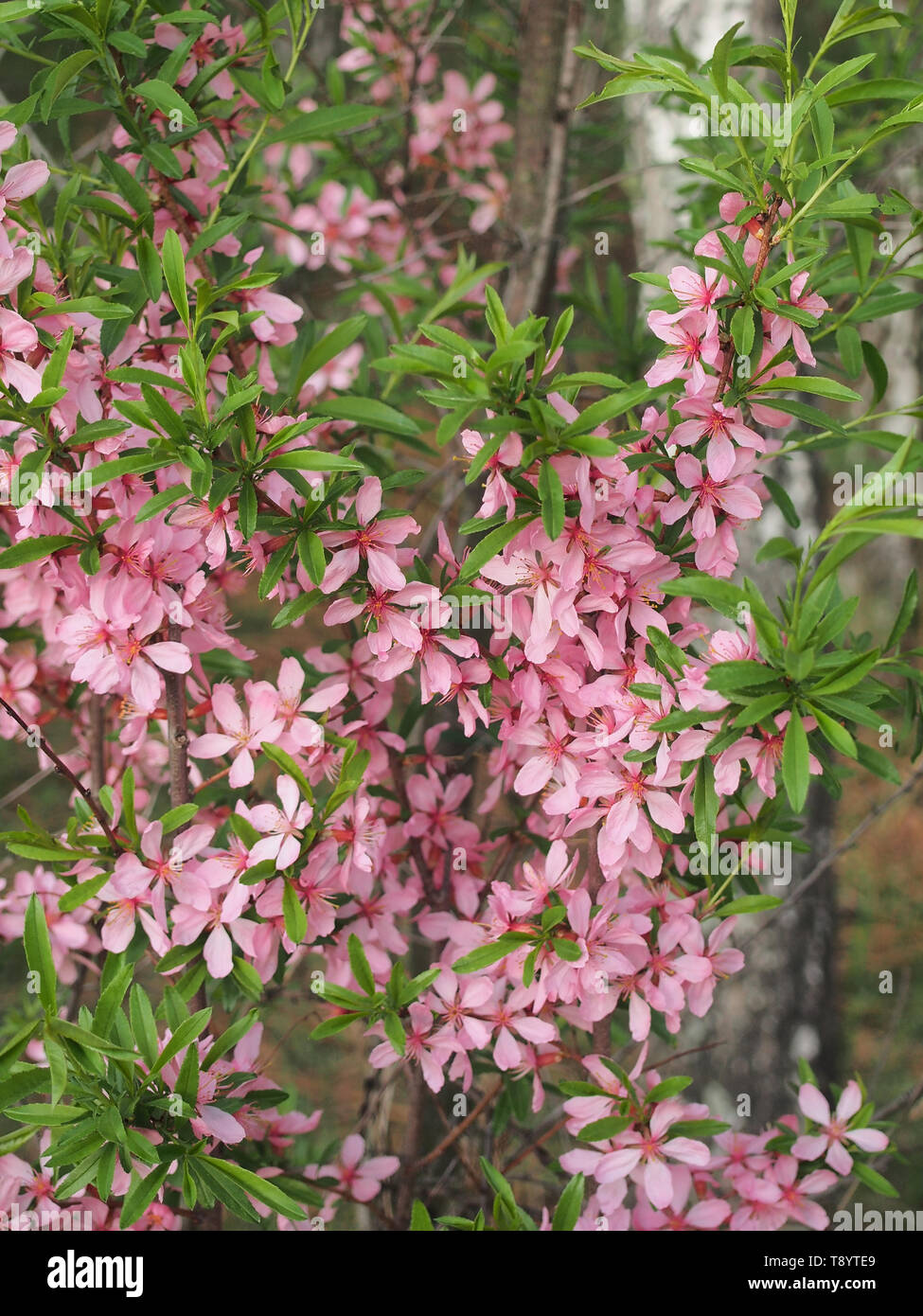 Mandelblüte. Die Äste des Baumes sind mit rosa Blüten bedeckt. Natur Stockfoto