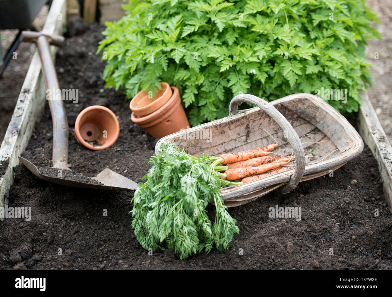 Frisch gegraben Karotten in einer Gemeinschaft Garten in Bristol UK Stockfoto