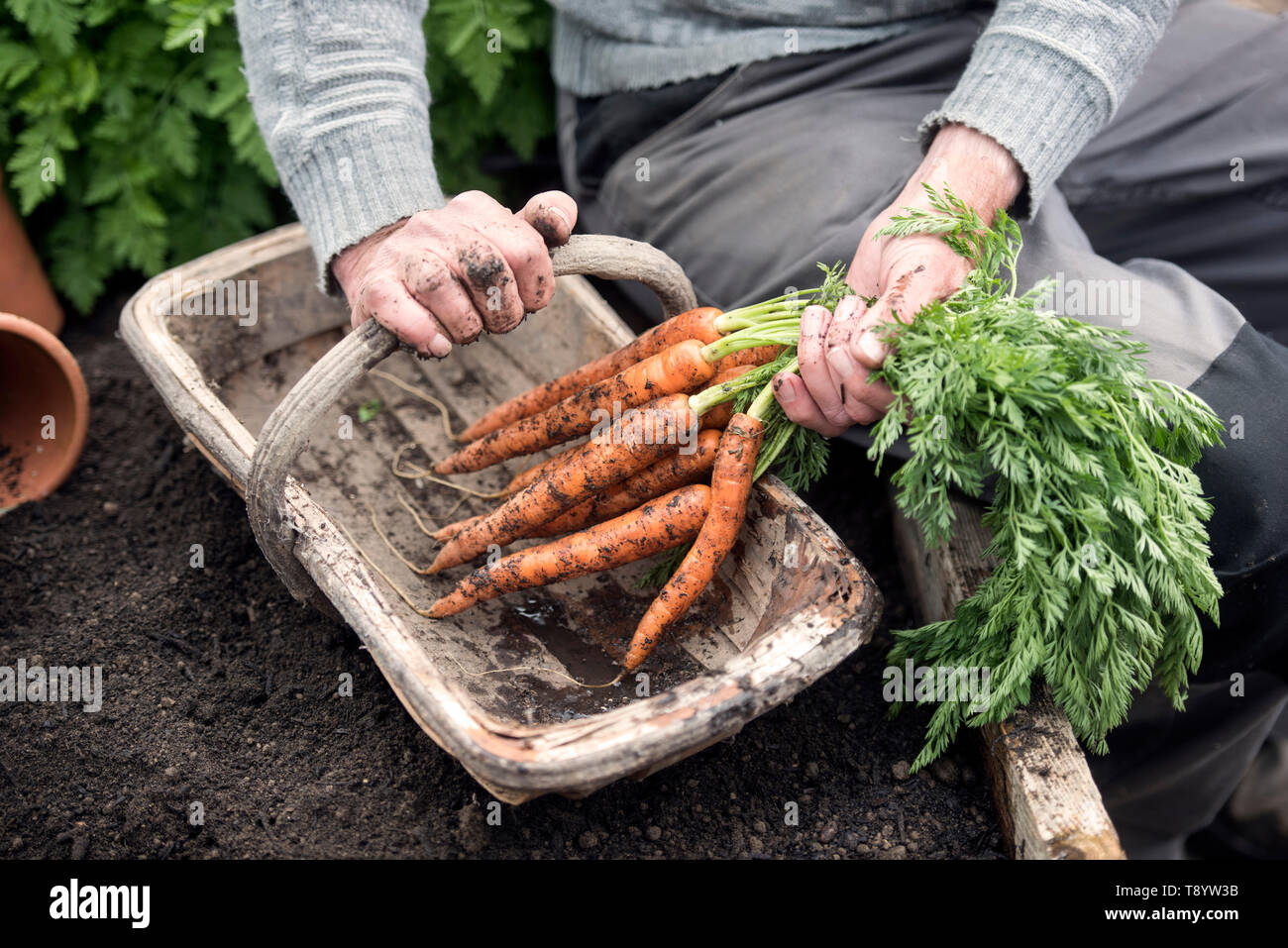 Frisch gegraben Karotten in einer Gemeinschaft Garten in Bristol UK Stockfoto