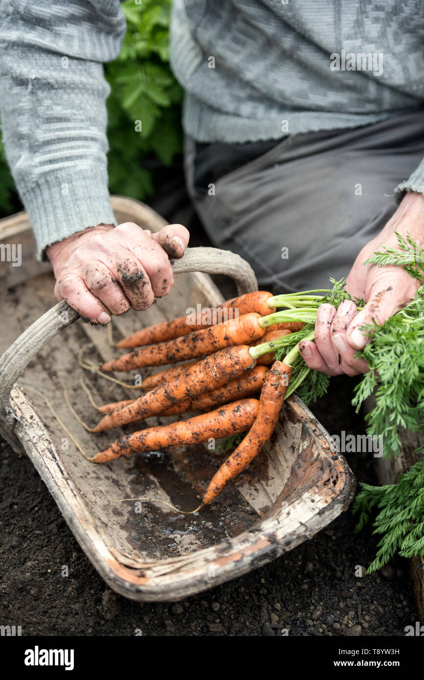 Frisch gegraben Karotten in einer Gemeinschaft Garten in Bristol UK Stockfoto