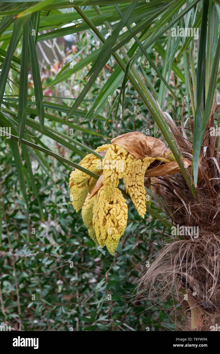 Trachycarpus Poppy. Chusan Palm Tree beginn Blüte im Frühjahr. Großbritannien Stockfoto