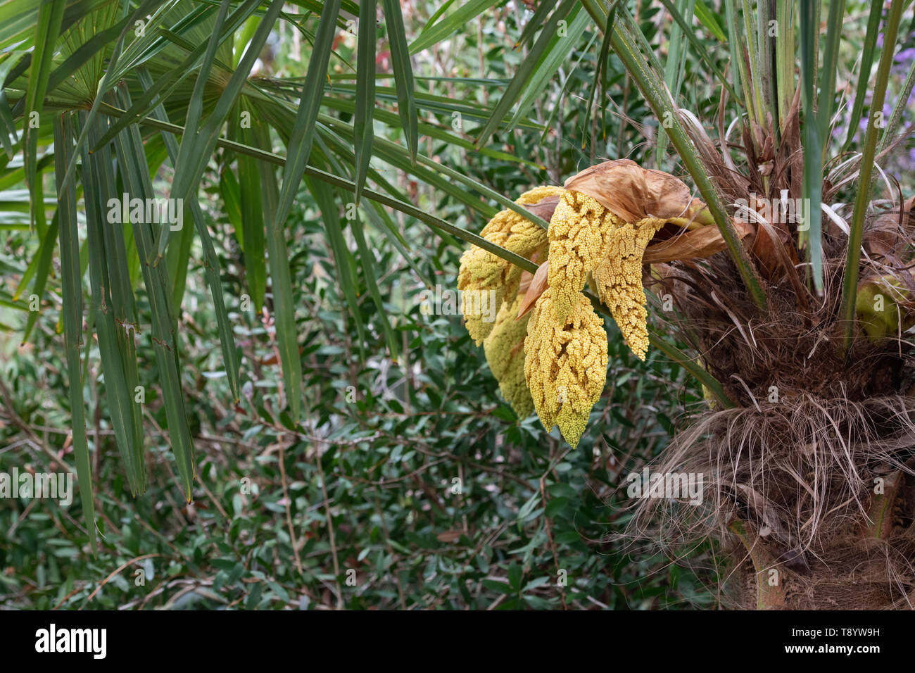 Trachycarpus Poppy. Chusan Palm Tree beginn Blüte im Frühjahr. Großbritannien Stockfoto