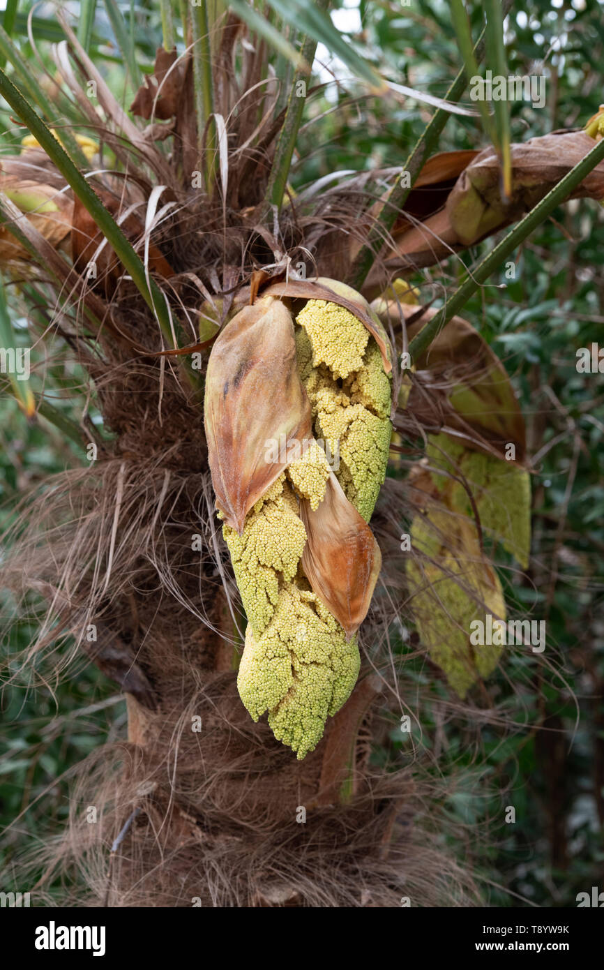 Trachycarpus Poppy. Chusan Palm Tree beginn Blüte im Frühjahr. Großbritannien Stockfoto