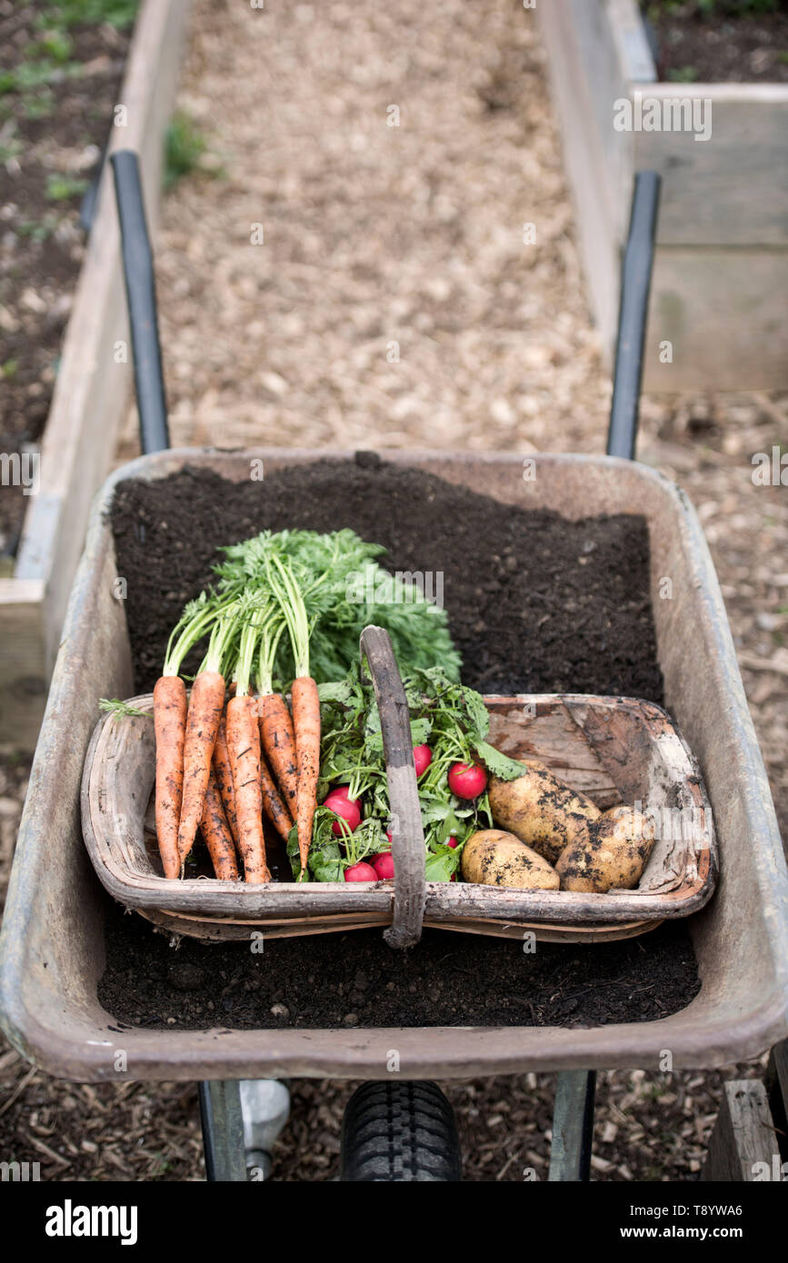 Frisch gepflückte Radieschen, Karotten und Kartoffeln in einer Gemeinschaft Garten in Bristol UK Stockfoto