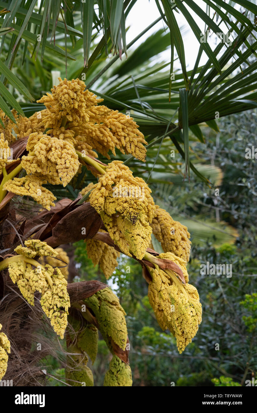 Trachycarpus Poppy. Chusan Palm Tree beginn Blüte im Frühjahr. Großbritannien Stockfoto