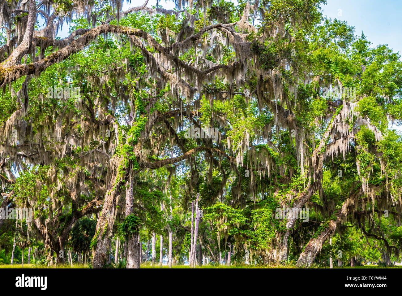 Spanische Moos wachsen auf alten Eichen im Süden der Vereinigten Staaten Stockfoto