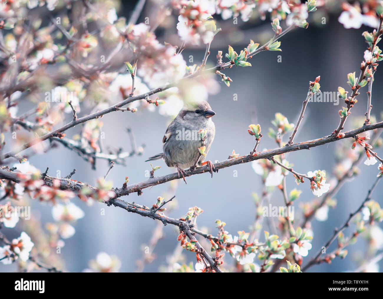 Kleiner Vogel Spatz sitzt im Frühling Garten auf einem Zweig von Kirschblüten sonnig warmen Morgen kann Stockfoto