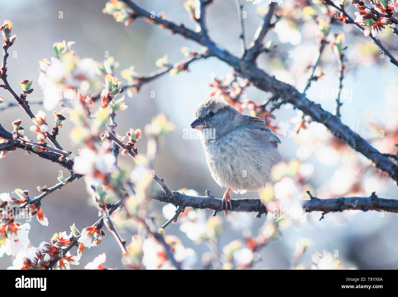 Süße vogel Spatz im Frühling Garten sitzen auf einem Zweig der Kirschblüten sonnig warmen Morgen kann Stockfoto
