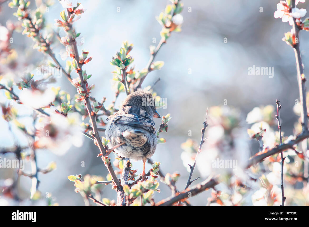 Kleine lustige niedlichen Vogel Spatz im Frühling Garten sitzen auf einem Zweig der Kirschblüten sonnig warmen Morgen kann Stockfoto